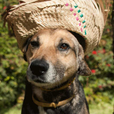 Ensaio Pet